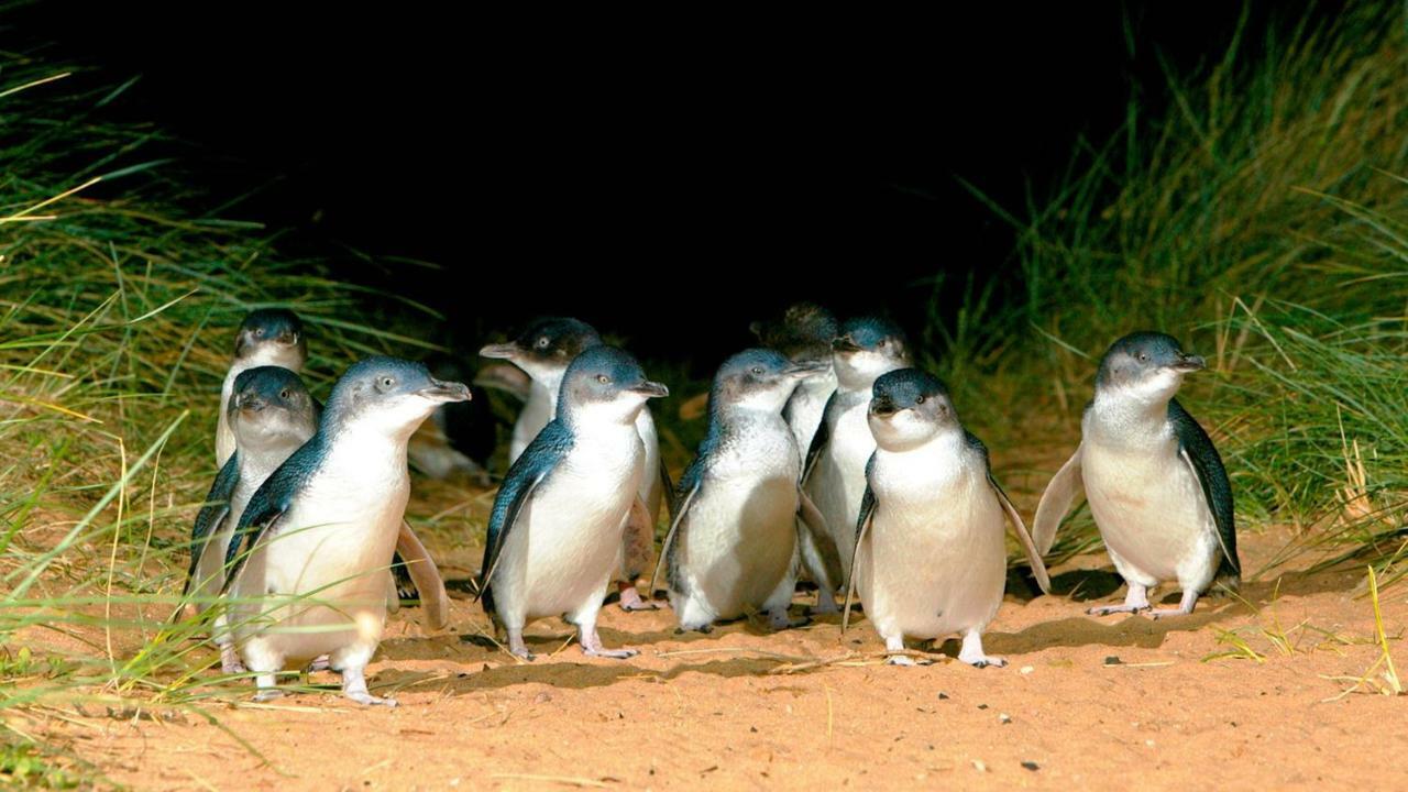 The Grampian Phillip Island Villa Cowes Buitenkant foto